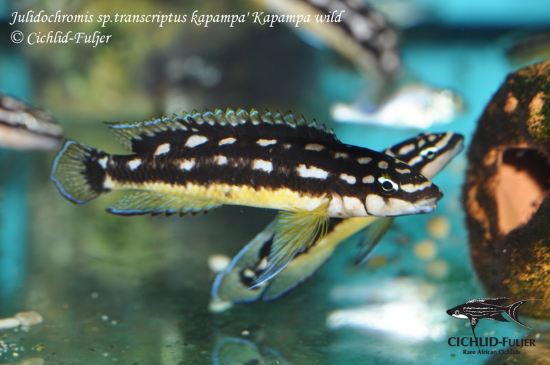 Julidochromis sp. 'ornatus kapampa' Kapampa